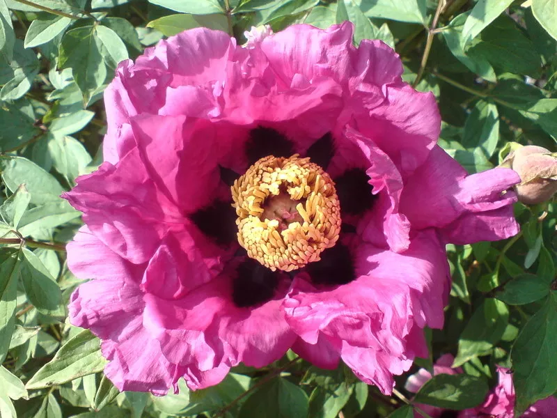 Пион древовидный   Paeonia suffruticosa 2