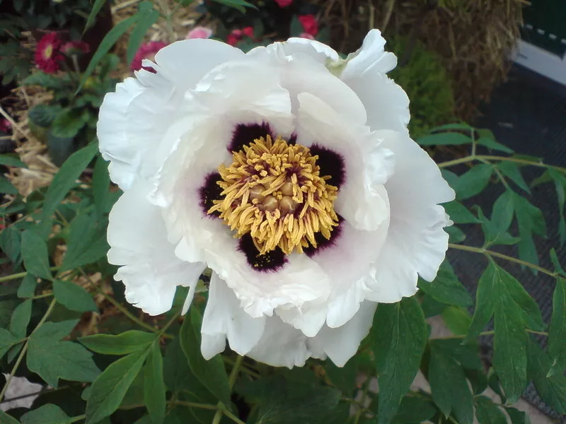 Пион древовидный   Paeonia suffruticosa 3