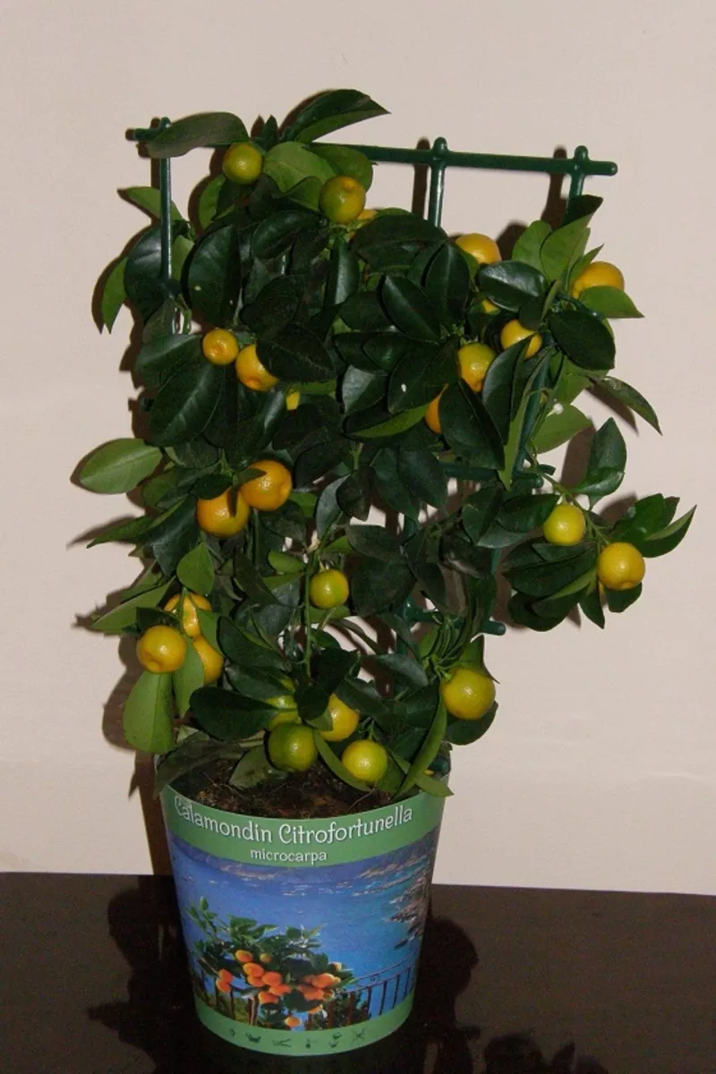 Декоративное цитрусовое деревце с плодиками(25-35шт) 35см 2