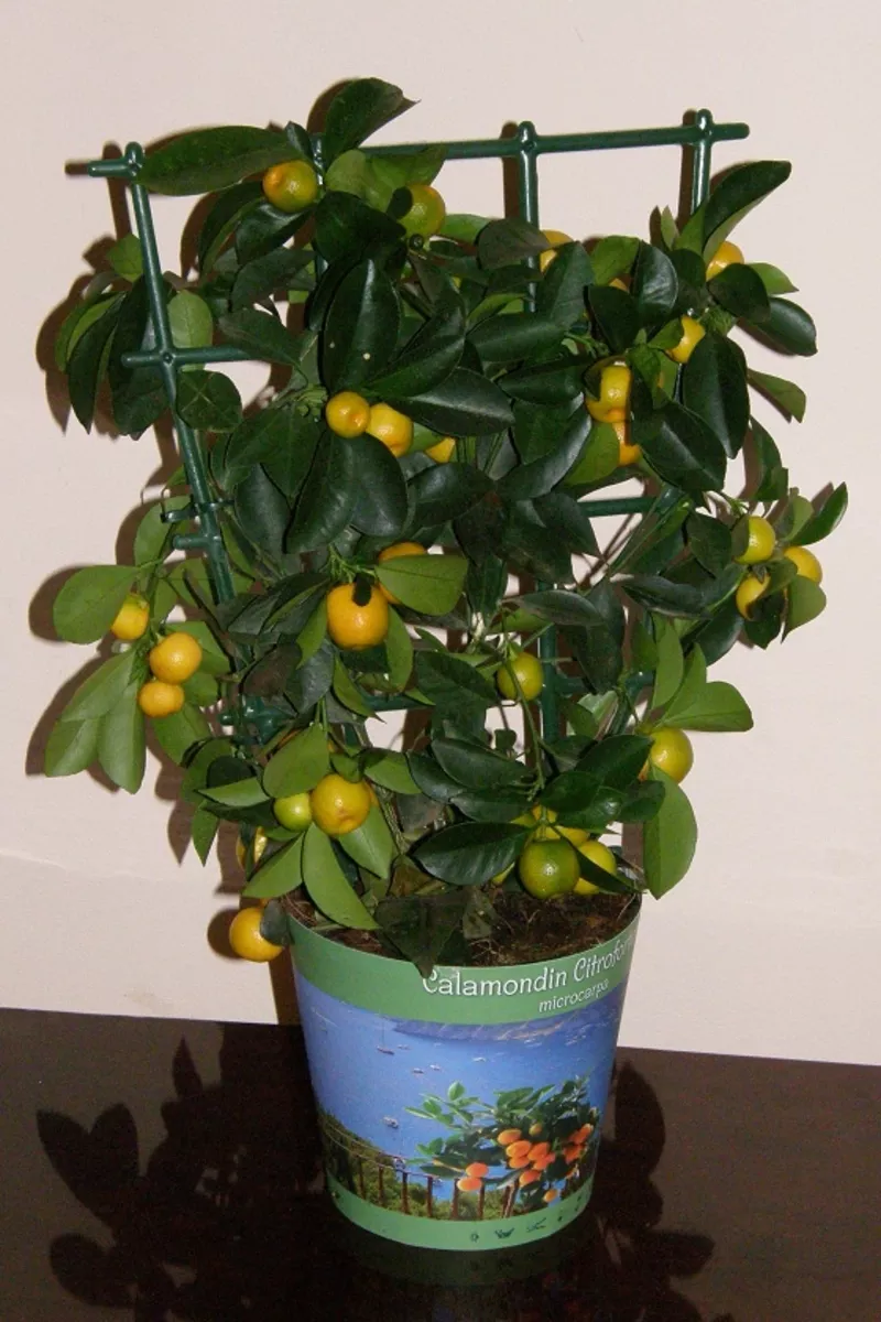 Декоративное цитрусовое деревце с плодиками(25-35шт) 35см 3