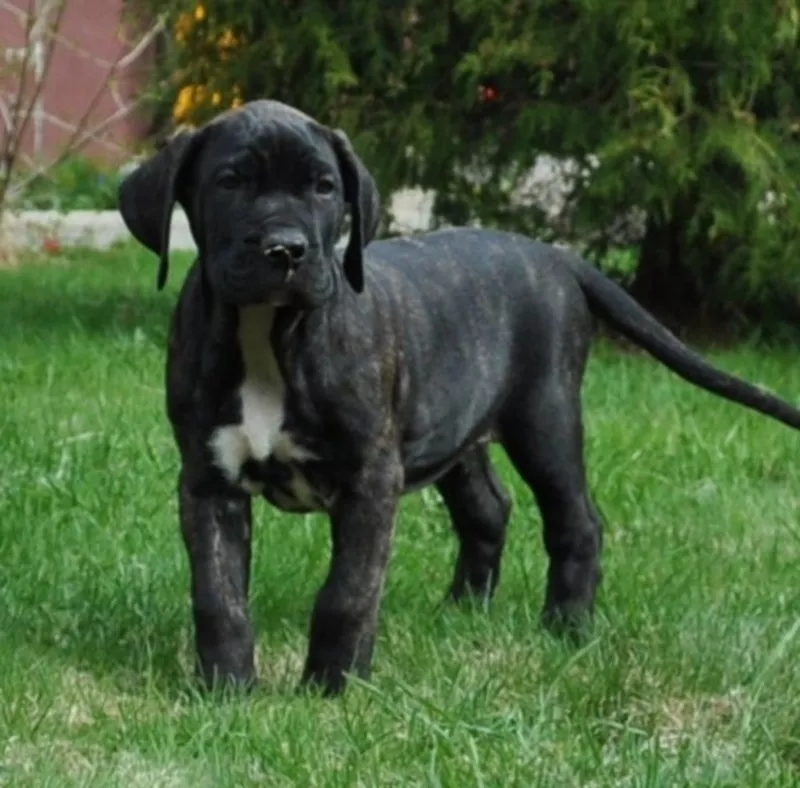 Щенки Канарского дога (Dogo Canario) 2