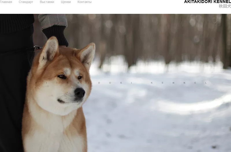  щенки акита-ину 2