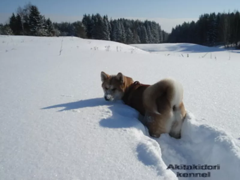  щенки акита-ину 3