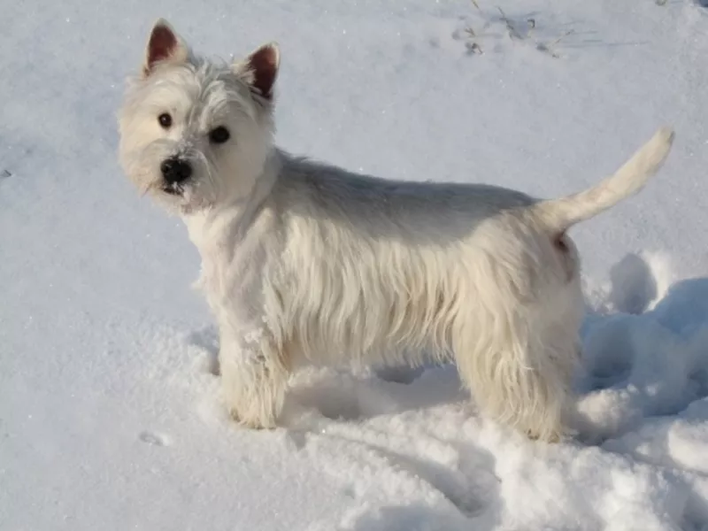 Вязка Вест Хайленд Терьер / West Highland White Terrier