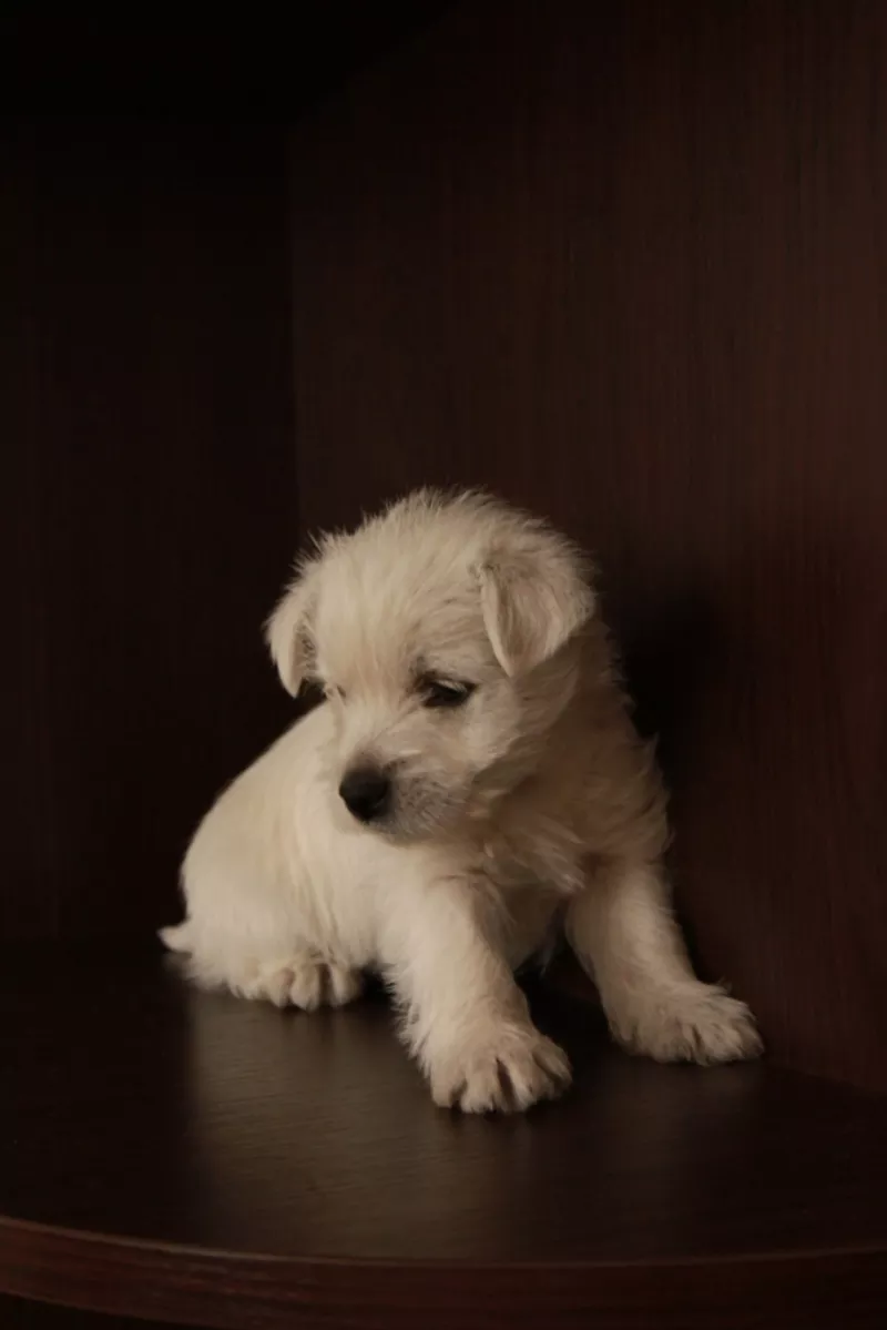 Продаю щенка Вест Хайленд Терьер / West Highland White Terrier.  