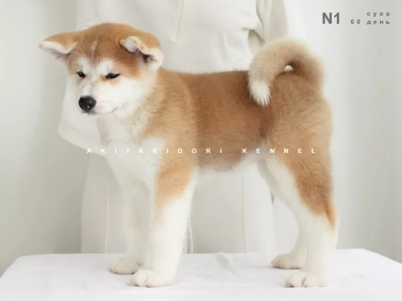  щенки акита-ину