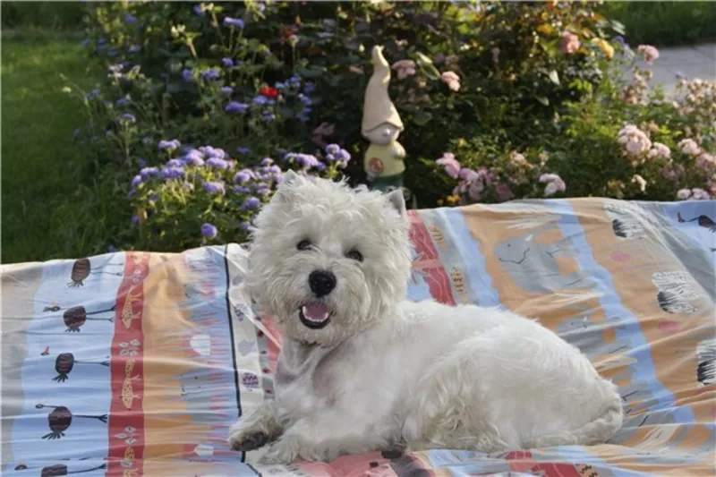 Вязка,  Вести Вест Хайленд Вайт Терьер (west highland white terrier) ко