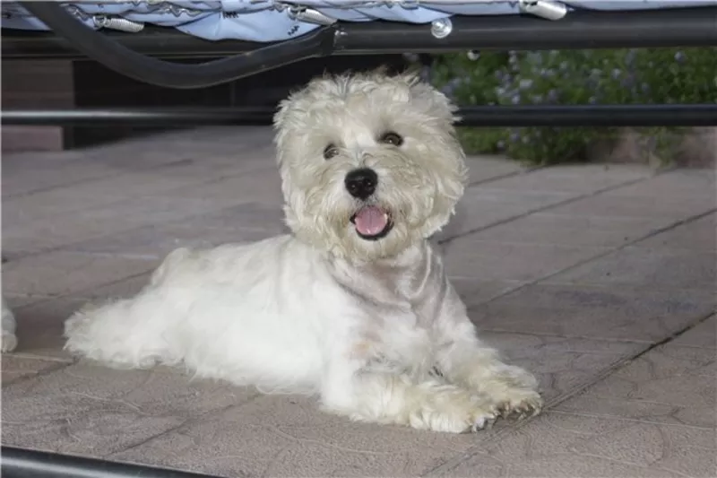 Вязка,  Вести Вест Хайленд Вайт Терьер (west highland white terrier) ко 2