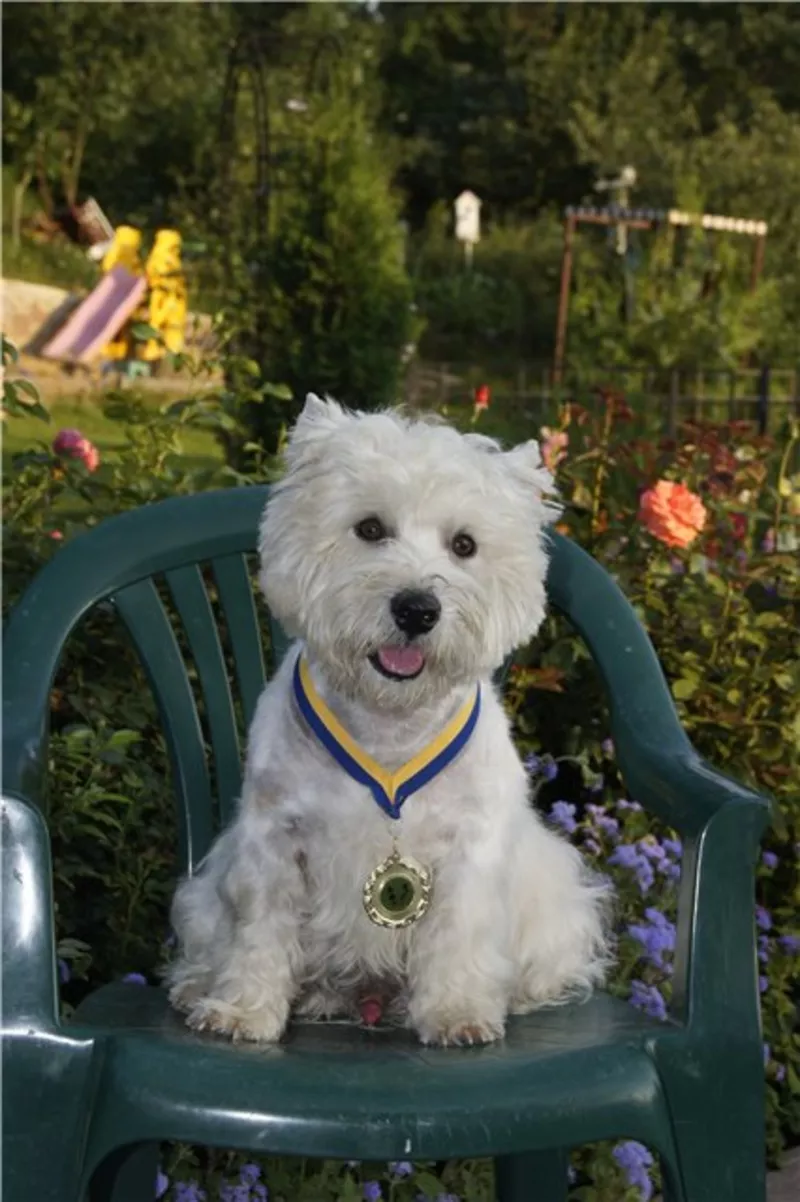 Вязка,  Вести Вест Хайленд Вайт Терьер (west highland white terrier) ко 3