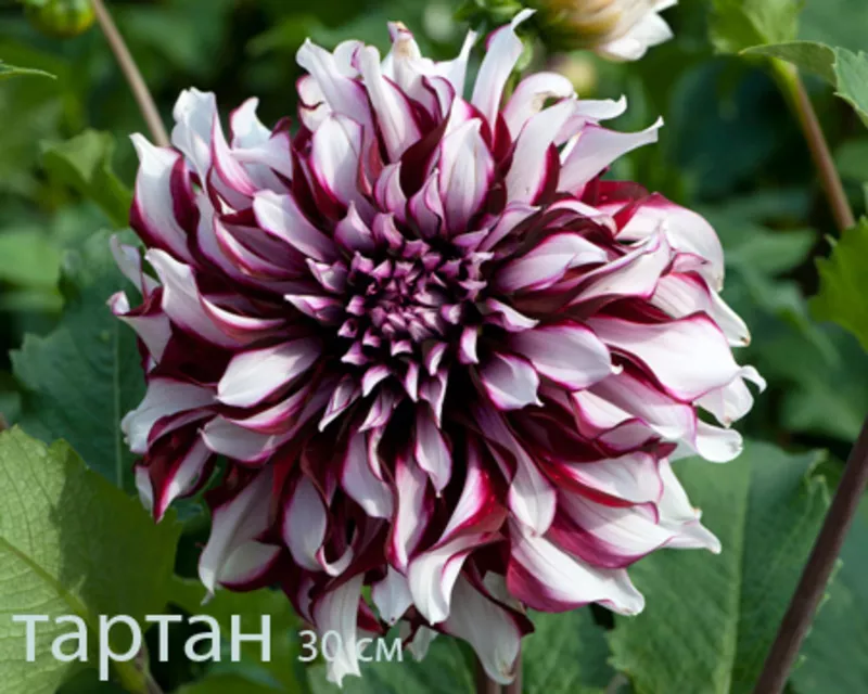 Георгина весна 2012 10