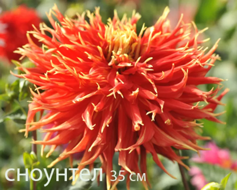 Георгина весна 2012 11