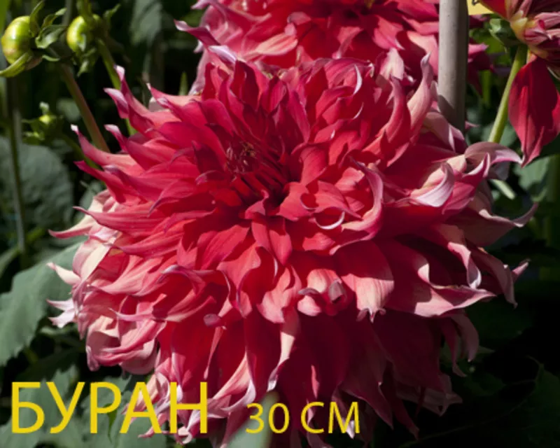 Георгина весна 2012 12