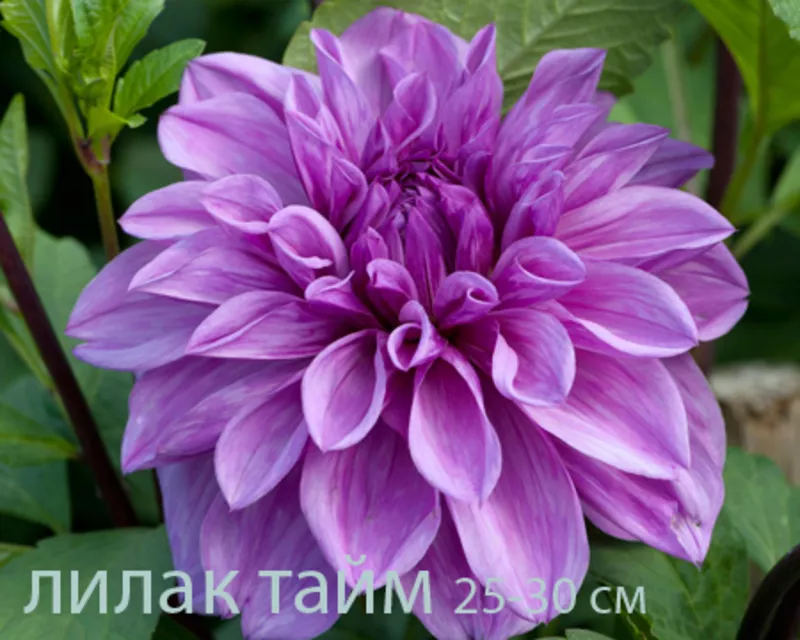 Георгина весна 2012