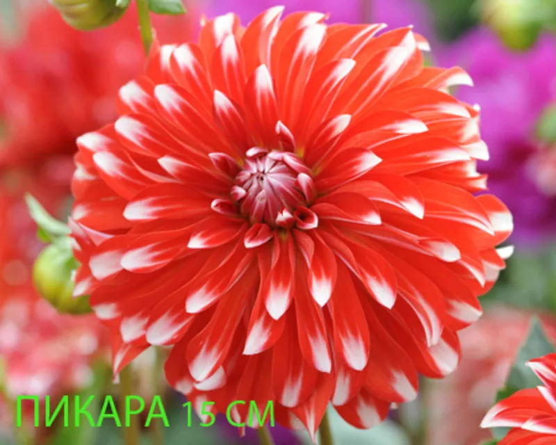 Георгина весна 2012 3