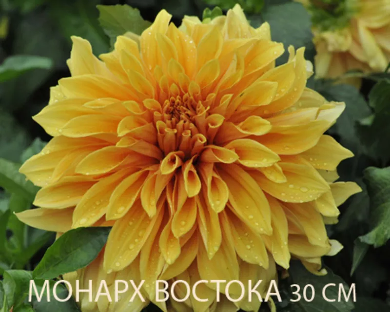 Георгина весна 2012 4