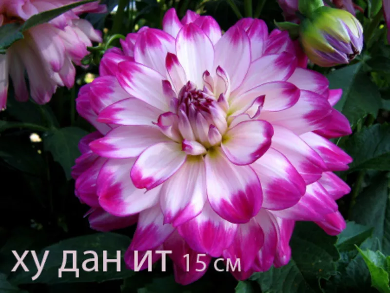 Георгина весна 2012 8