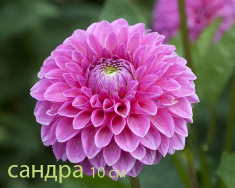 Георгина весна 2012 9