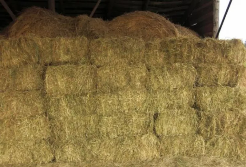 Сено тюкованное урожая 2011 года