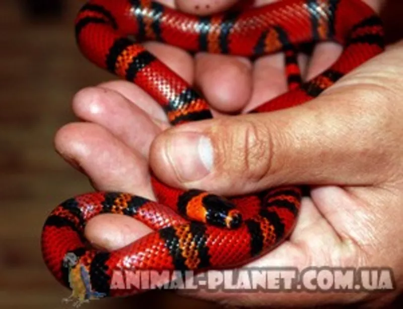 Молочная змея – ручные особи