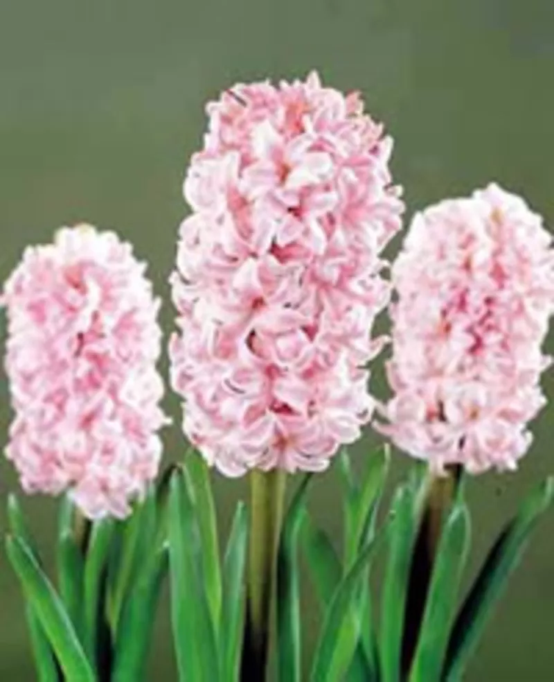 Продам цветы в вазонах к праздникам 14,  23февраля и 8 марта.