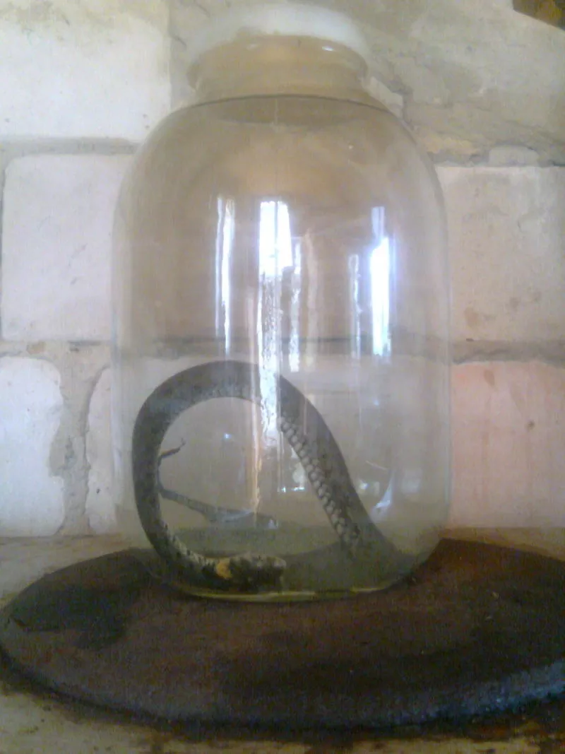 Ужовка ( настоянка на ужах )