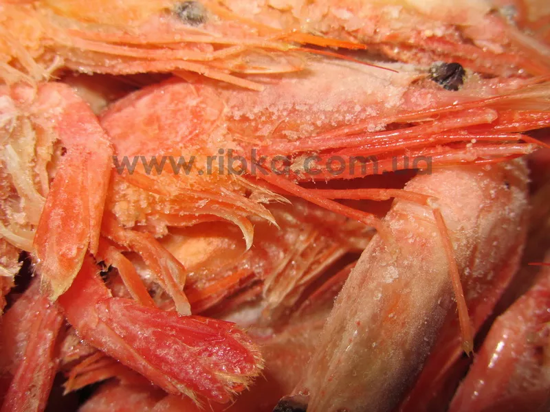 Креветка атлантическая глубоководная Pandalus Borealis