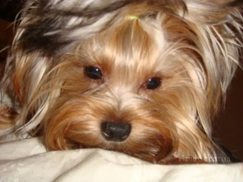 Продаются  щенки ЙОРКШИРСКОГО ТЕРЬЕРА подросшие девочки 4