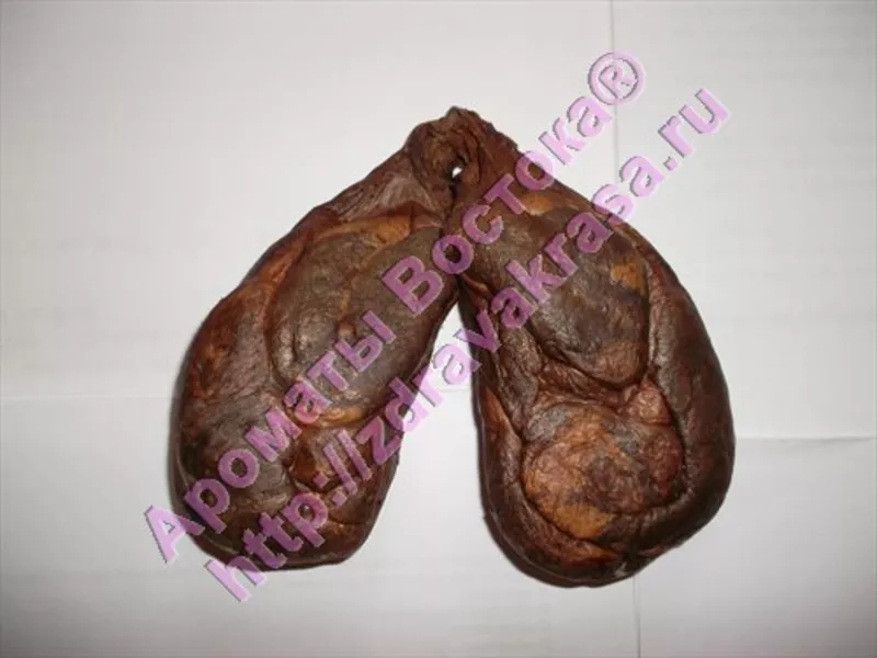 Бобровая струя бобра настойка бобровой струи капсулы кастореум