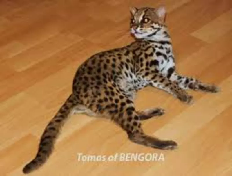 Продам бенгальская кошка