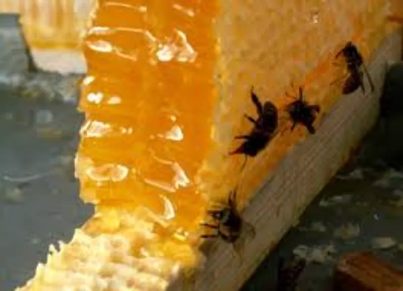 Продам мед натуральный цветочный.