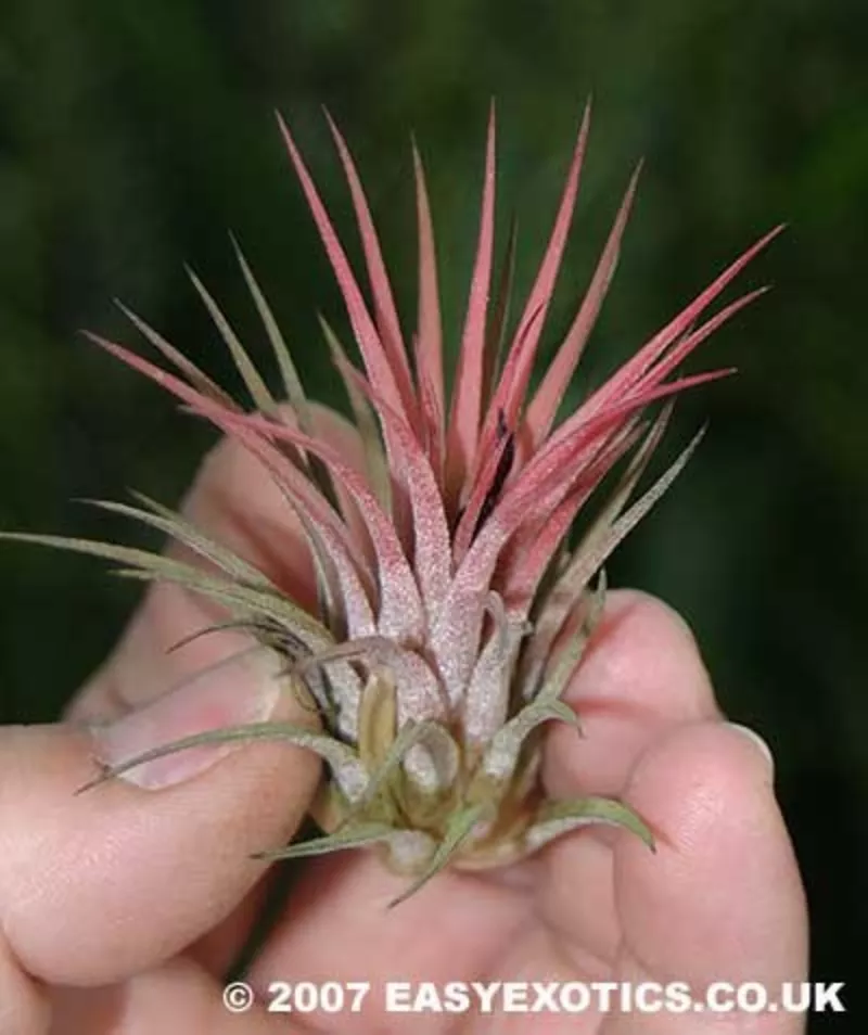 Tillandsia ionantha (Тилландсия фиалкоцветковая) 2