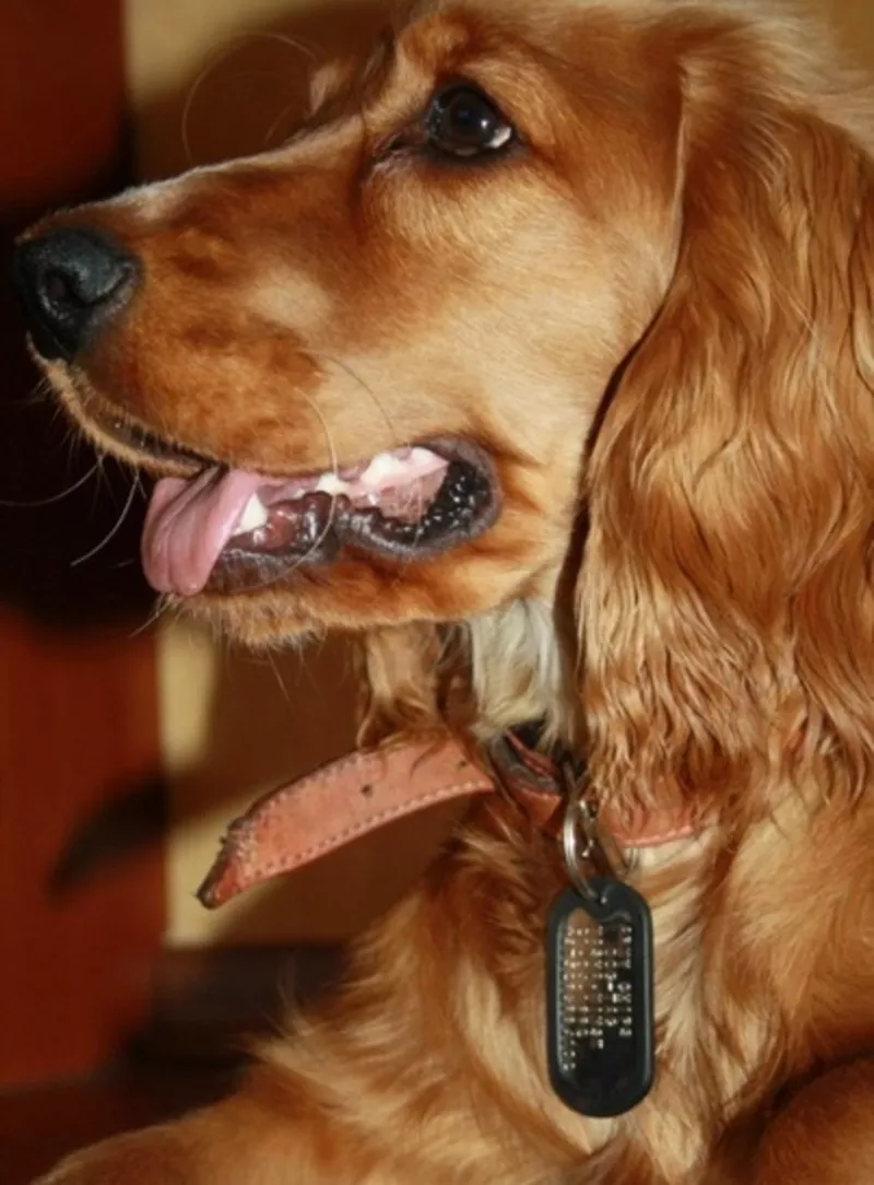 Жетоны и адрессники для собак