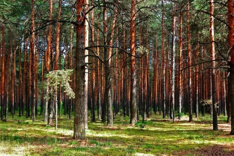 Продам дом в с.Плесецком  Васильковского р-н.