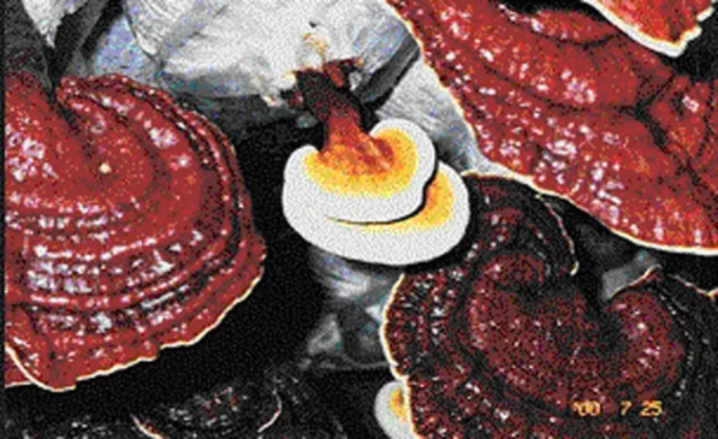 Продается гриб рейши