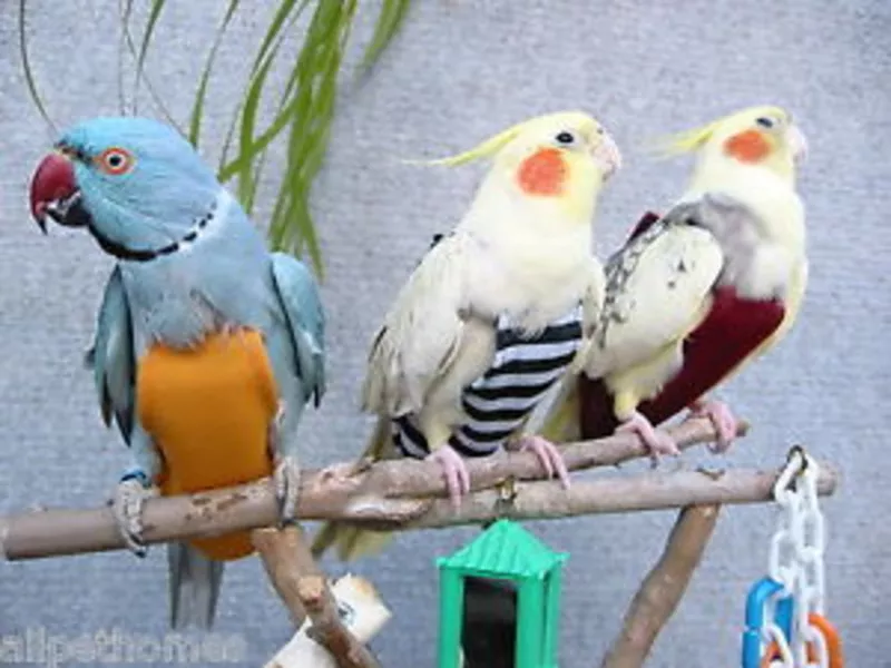 Защита птиц от самоощипывания,  защита владельцев от птичьего помёт 3