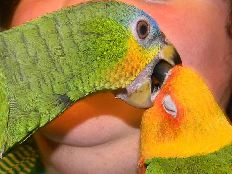 В продаже элитные одарённые попугаи Амазоны 
