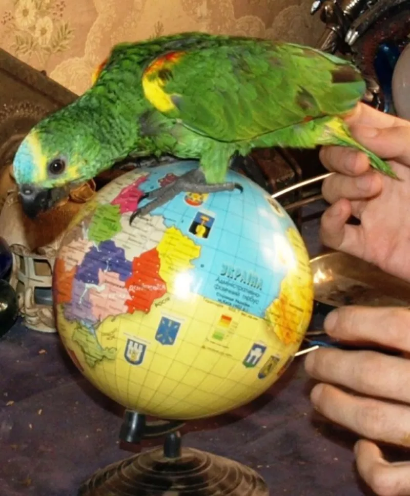 В продаже элитные одарённые попугаи Амазоны  3