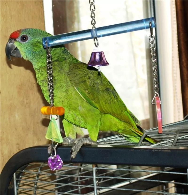 В продаже элитные одарённые попугаи Амазоны  2