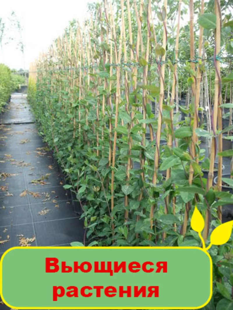 Продам вьющиеся растения