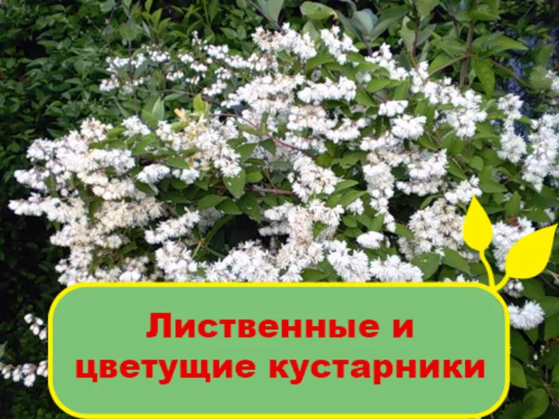 Лиственные и цветущие кустарники