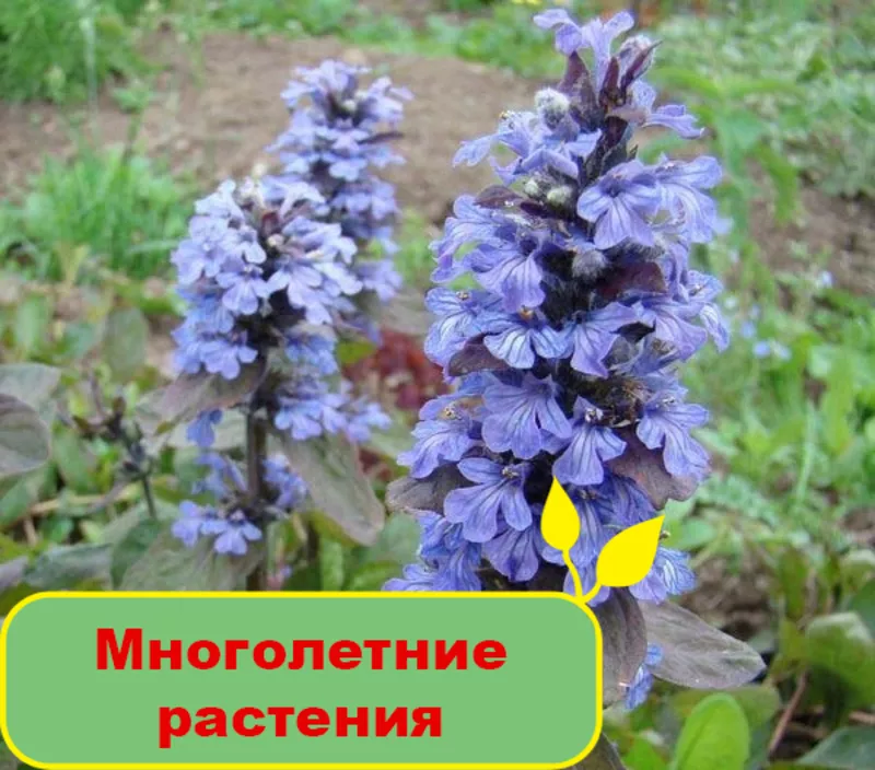 Купить многолетние растения в Greensad