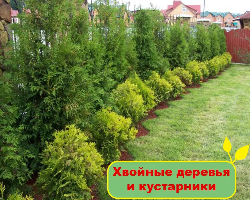 Хвойные деревья и кустарники