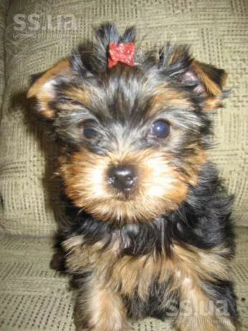 Есть для продажи великолепная девочка и мальчики Йоркширский терьер 