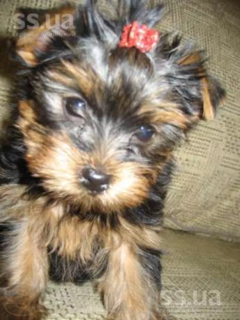 Есть для продажи великолепная девочка и мальчики Йоркширский терьер  2