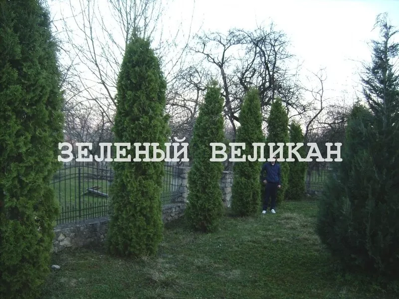 Купить.Туя западная Колумна,  Columna,  экстра,  1 м,  3