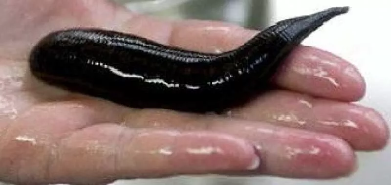 Пиявки медицинские сертифицированные