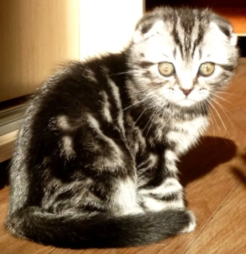 Продается великолепный шотландский вислоухий котенок очень красивого о 3