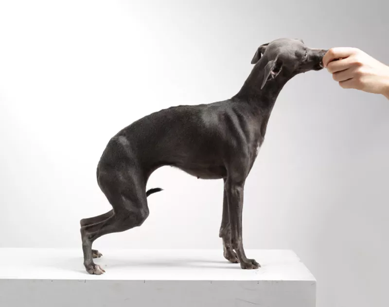 Щенки левретки 2015 5