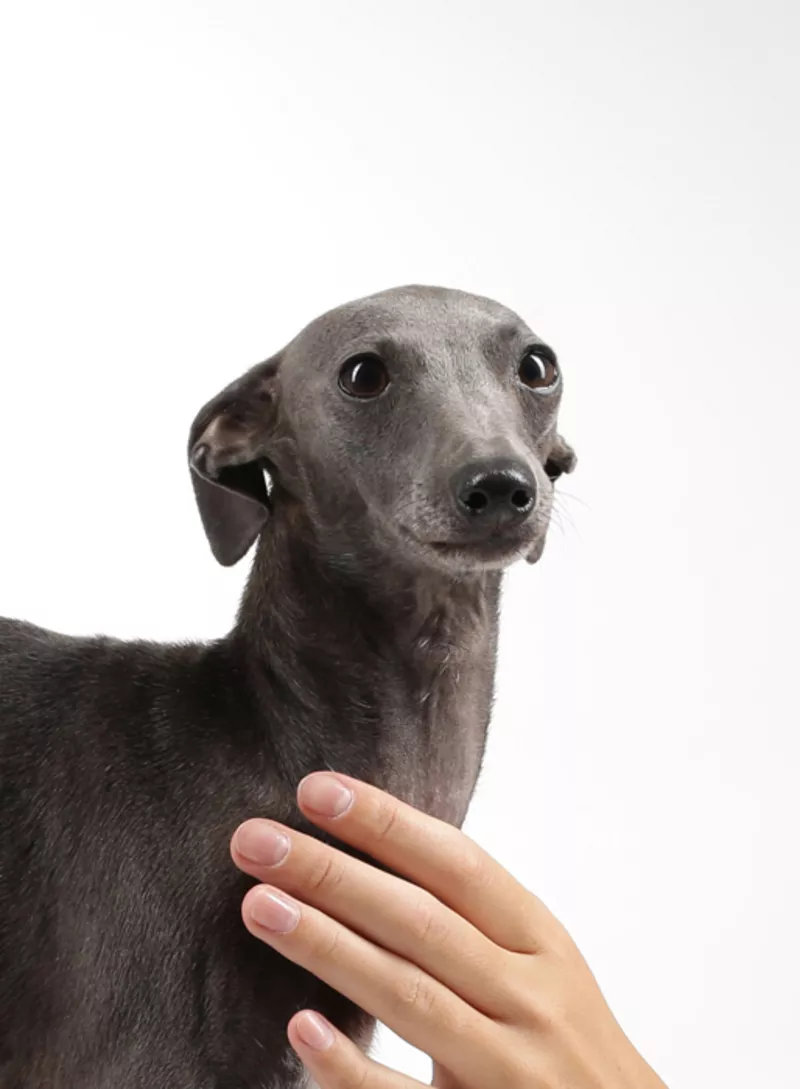 Щенки левретки 2015 6