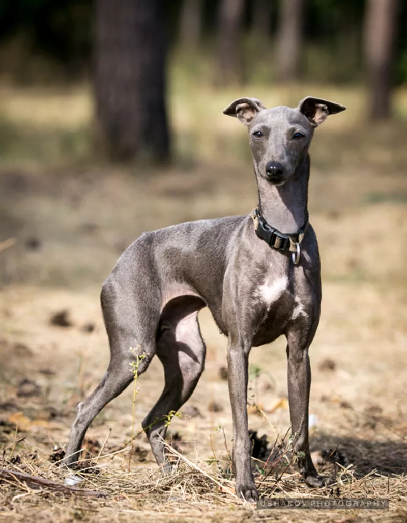 Щенки левретки 2015 7